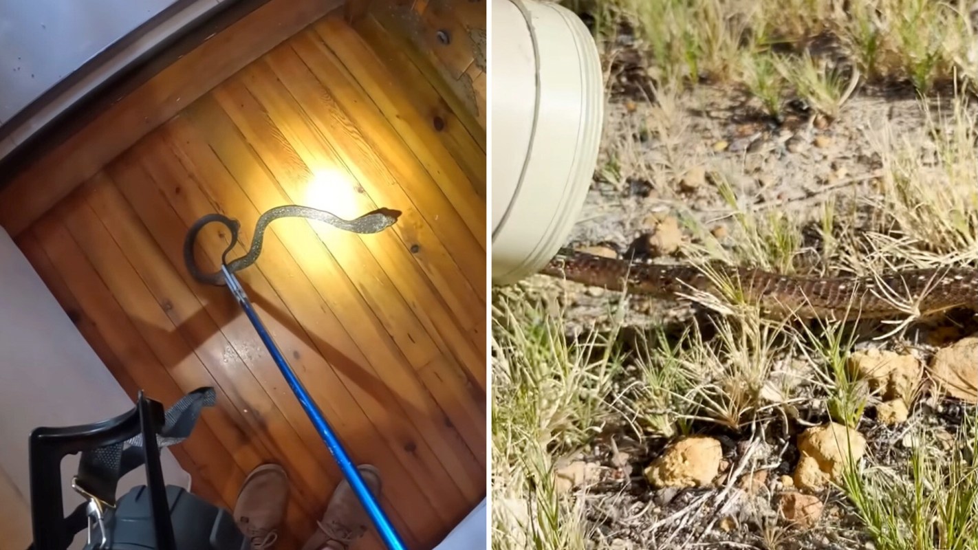 A snake caught by a pole and released outdoors.