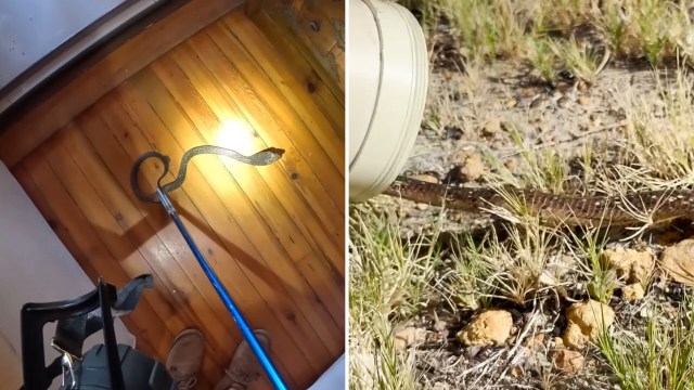 A snake caught by a pole and released outdoors.