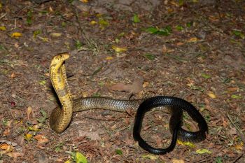 A black cobra.
