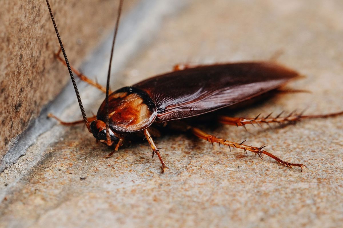 A cockroach.