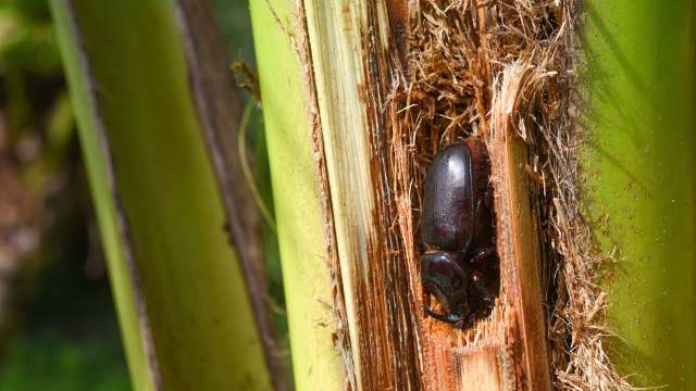 A coconut rhinoceros beetle burrowing into a palm tree.