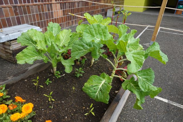 Growing collards in a raised bed.