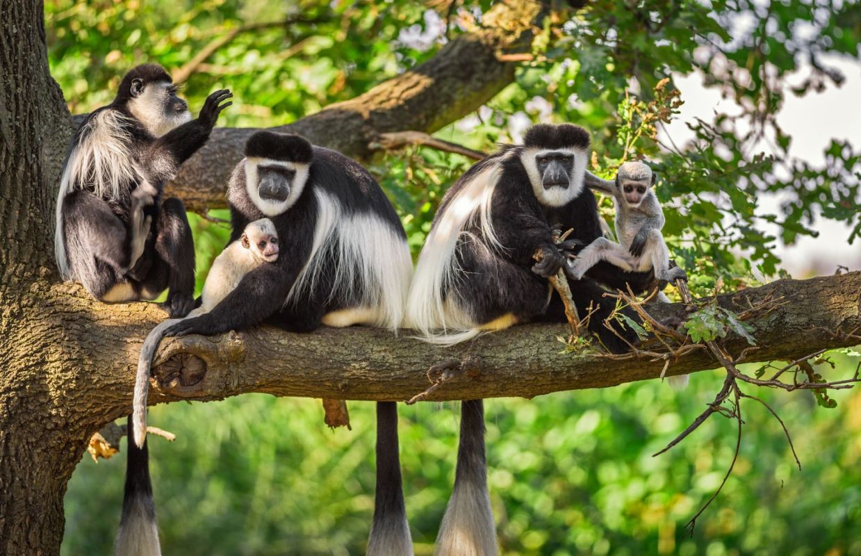 Colobus monkeys on a tree branch.