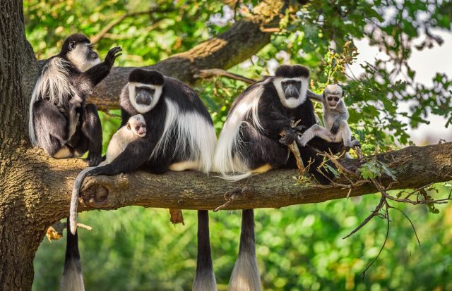 Colobus monkeys on a tree branch.