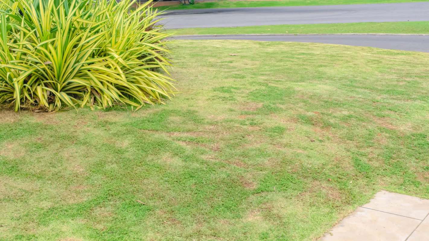 A patch of grass with dry spots.