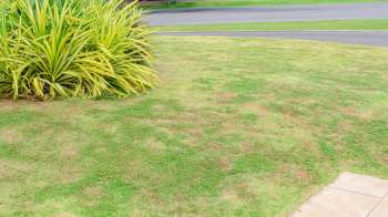 A patch of grass with dry spots.