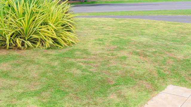 A patch of grass with dry spots.