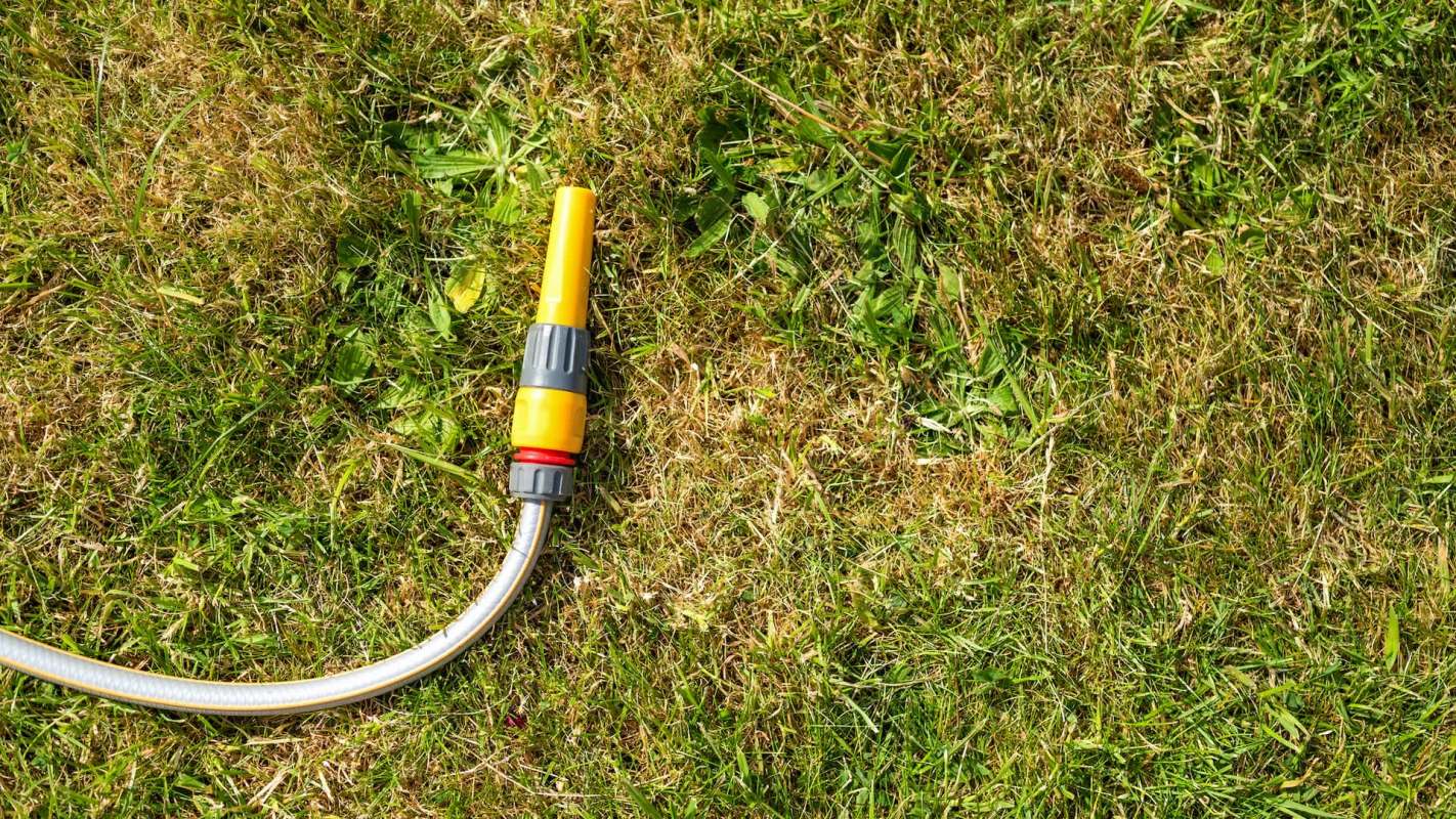 A garden hose on a patch of dry grass.