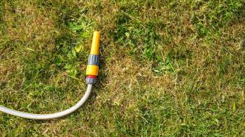 A garden hose on a patch of dry grass.