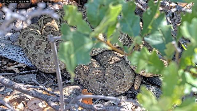 A coiled rattlesnake partially hidden among leaves and branches on the ground.