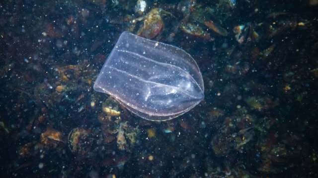 A glowing comb jelly.