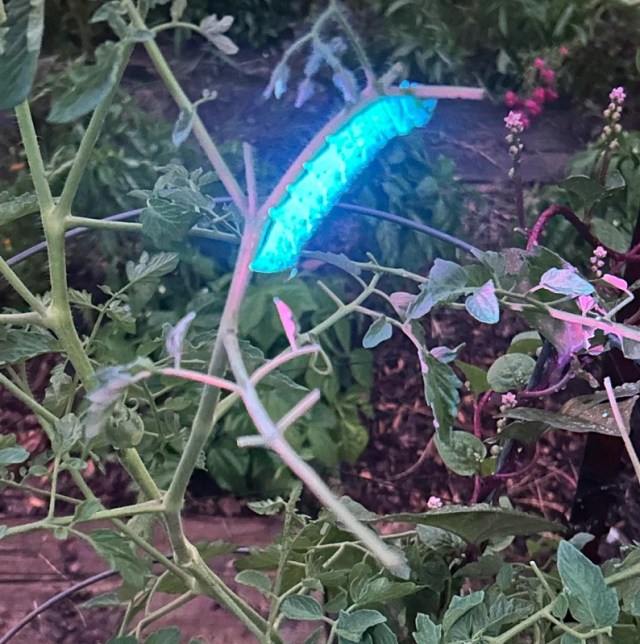 An illuminated hornworm on a tomato plant stalk.