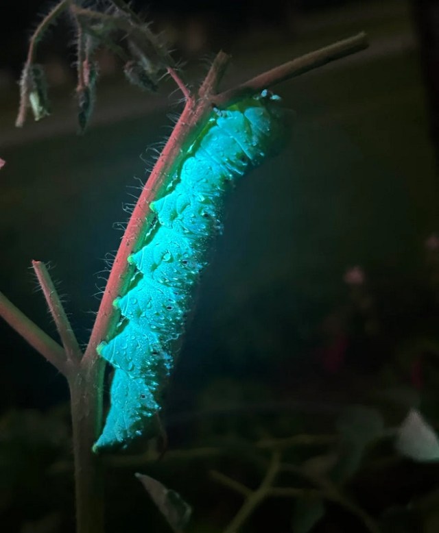 A close-up view of a hornworm on a tomato plant stalk.