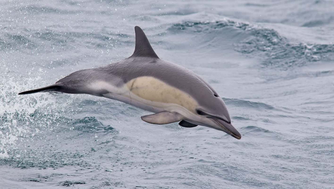 A dolphin leaps above the water's surface, creating splashes in its wake.