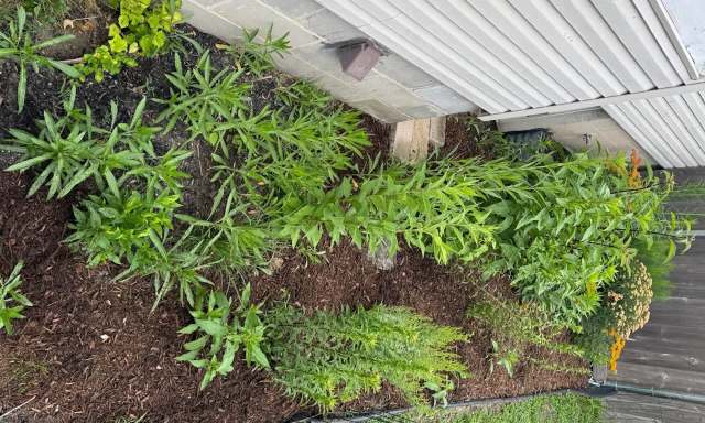 A lush garden bed with various green plants and mulch, next to a house's exterior wall.