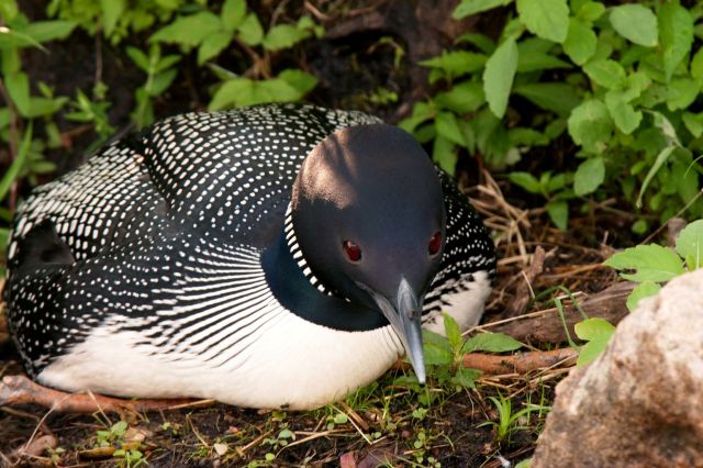 A common loon sitting on its nest.