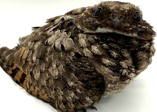 A common poorwill.