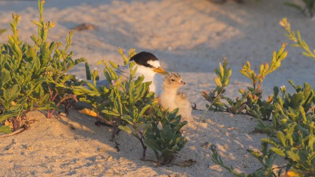 A chick and its parent bird nestled among green plants on sandy soil.