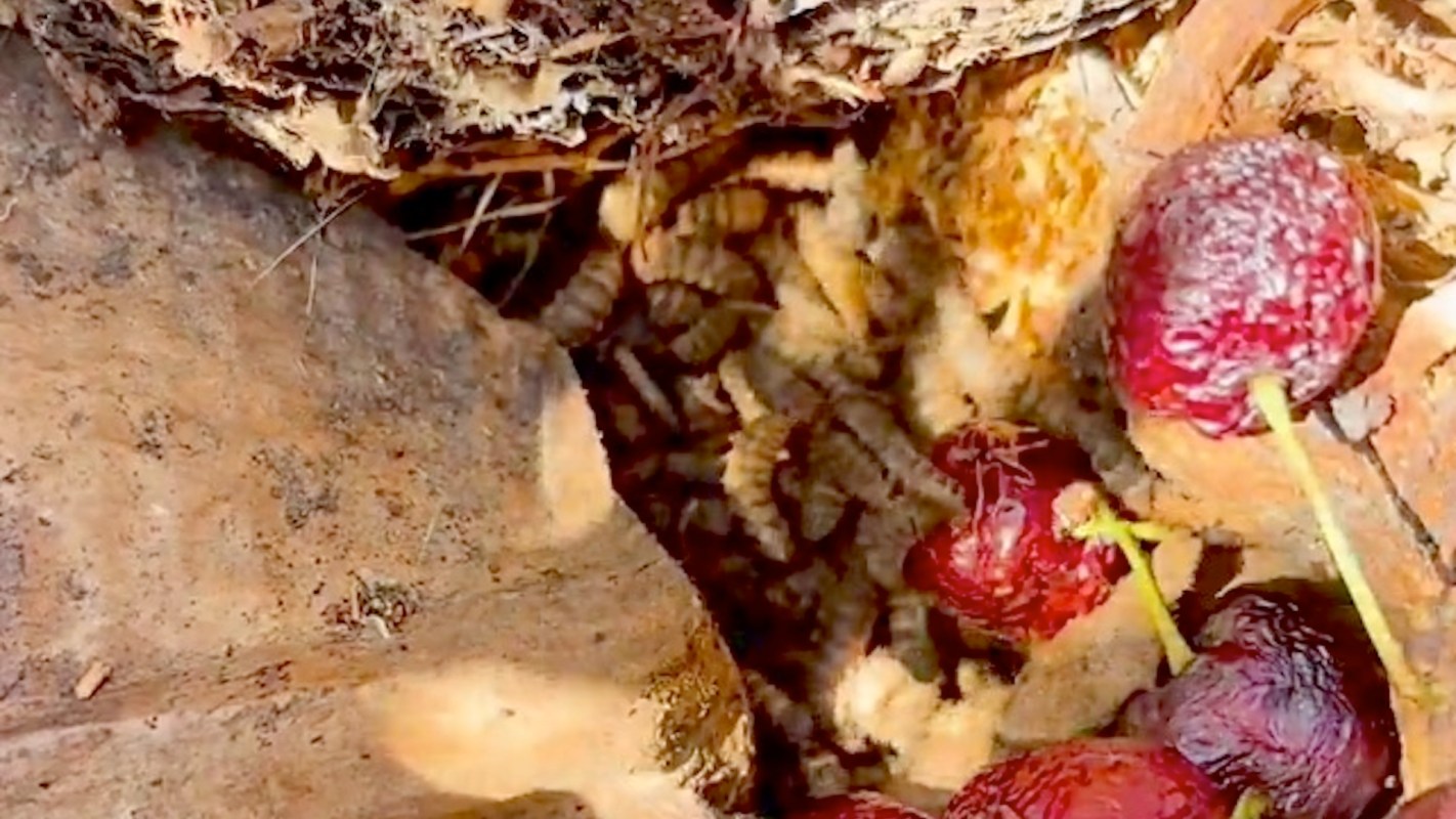 Larvae in compost.