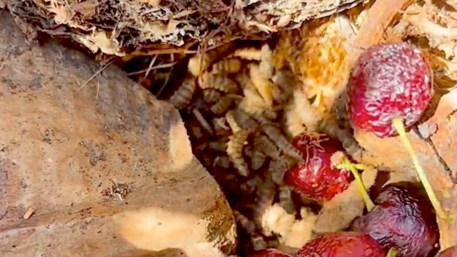 Larvae in compost.