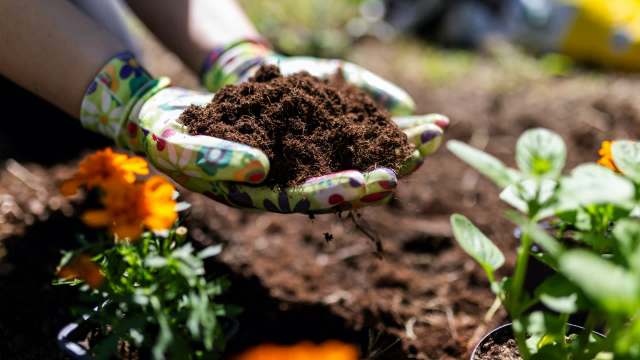 A person in gardening gloves holding soil.