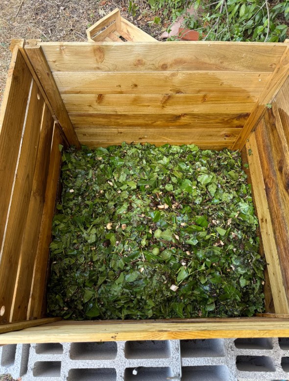 A largely green pile of compost in a wooden container.