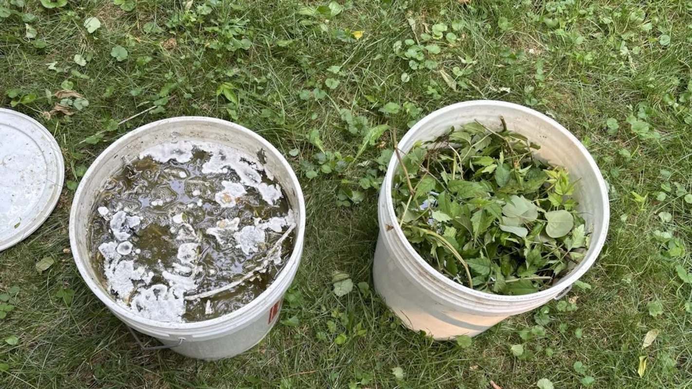 Two buckets on grass, one with murky water and the other filled with green leaves and plant matter.
