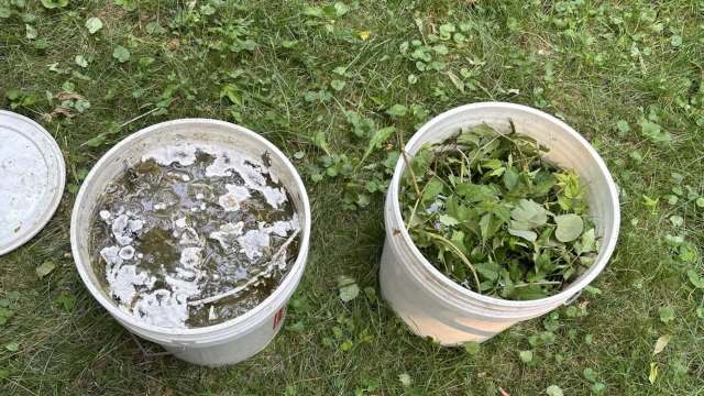 Two buckets on grass, one with murky water and the other filled with green leaves and plant matter.