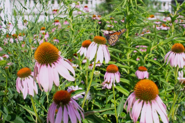 A monarch butterfly amid purple cone flowers.