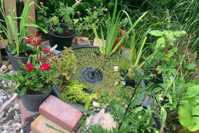 A garden featuring potted plants and a small pond.