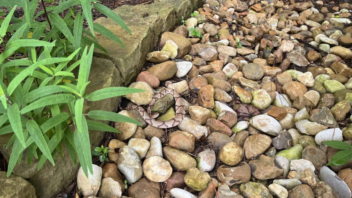 A snake on rocks.