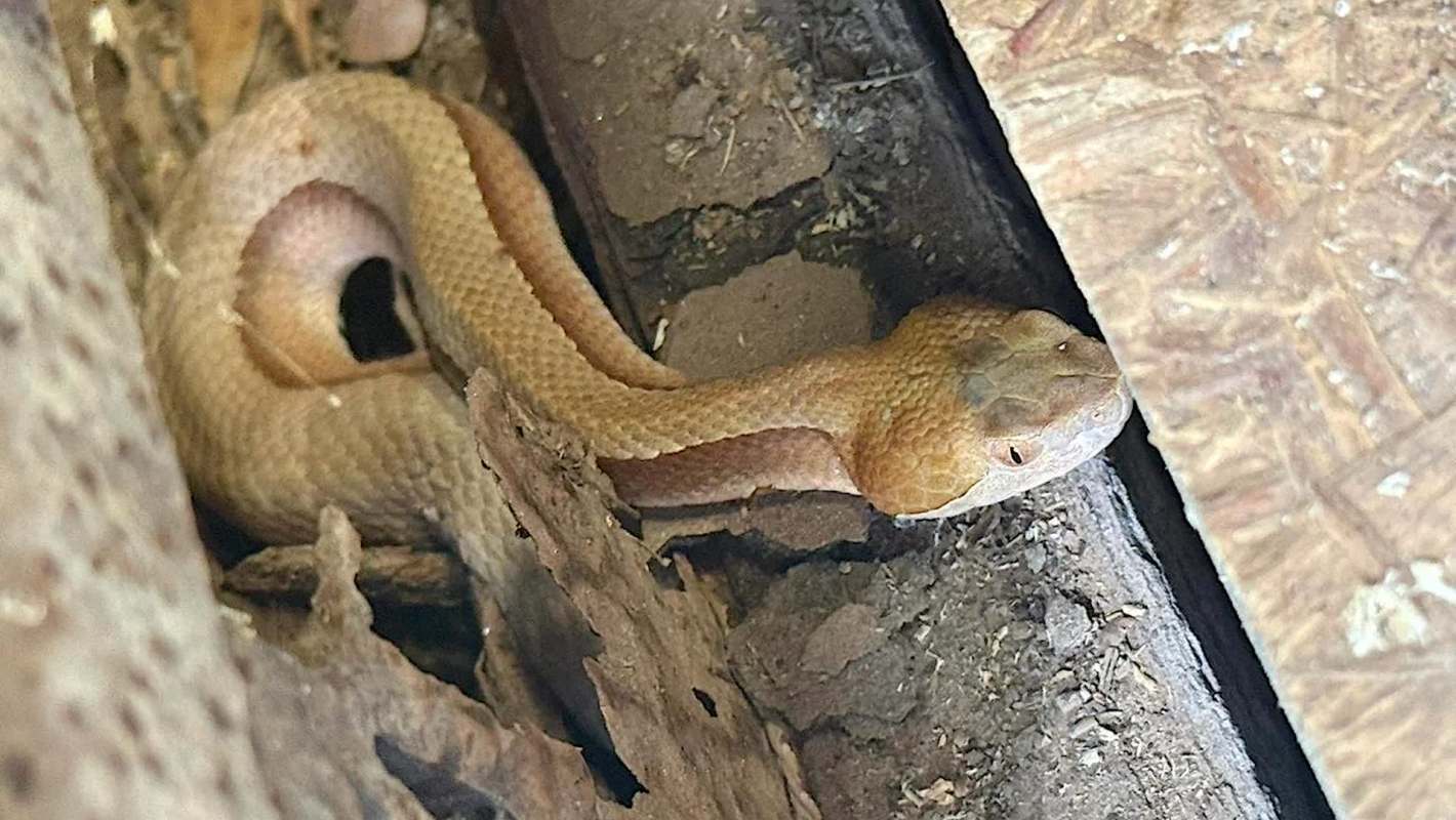 A coiled snake with a light brown coloration resting among debris and wood.