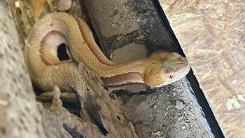 A coiled snake with a light brown coloration resting among debris and wood.
