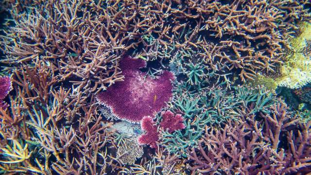 A reef with dead coral.