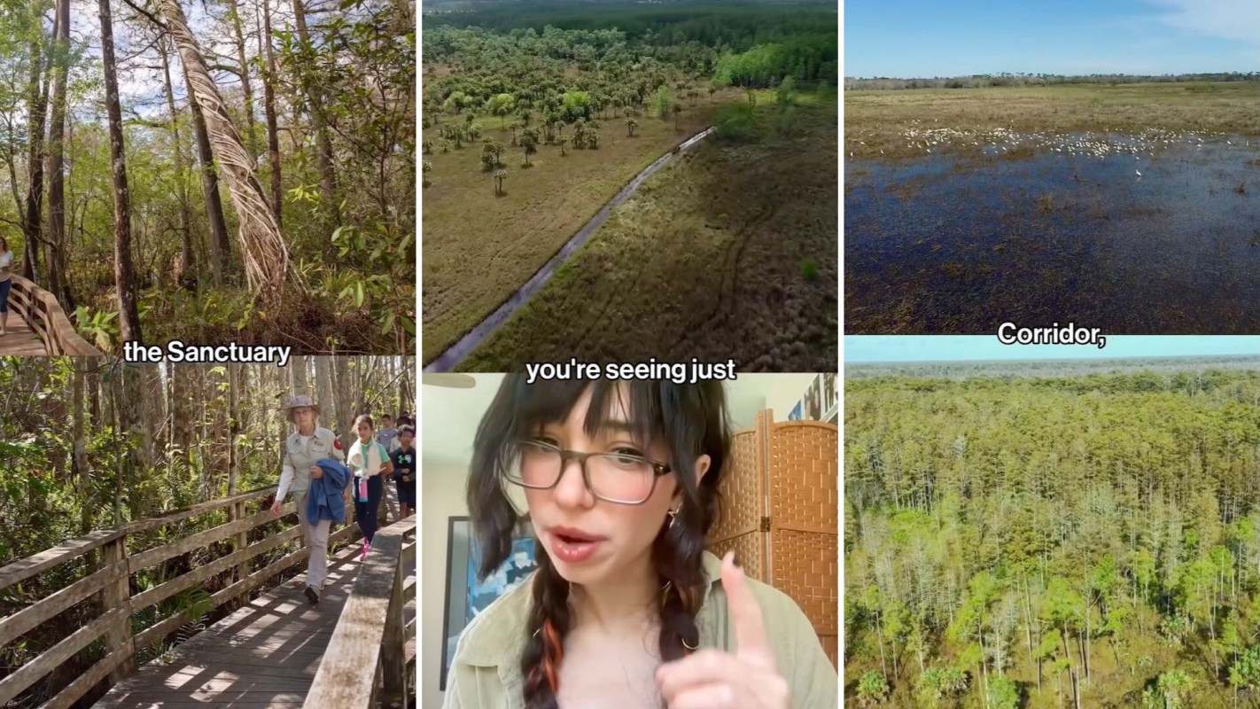 A swamp sanctuary in Florida.