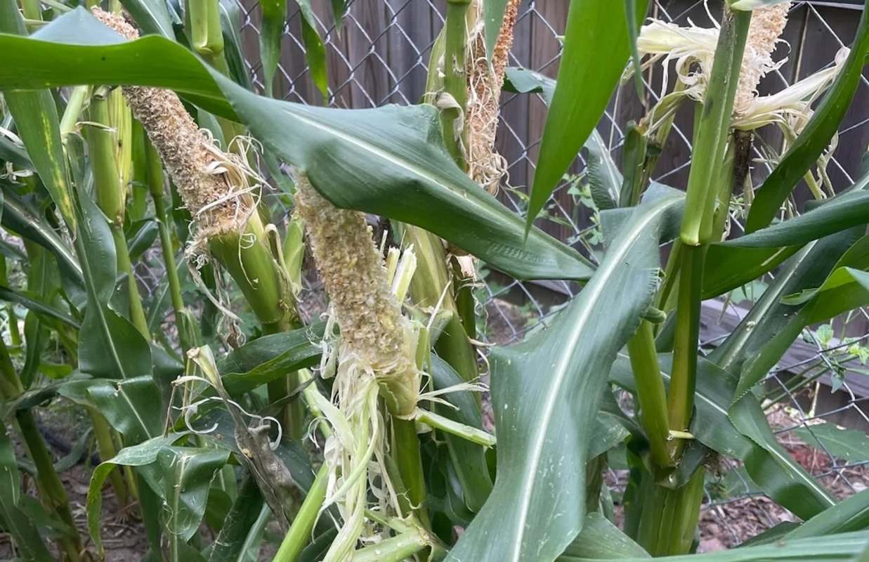 Gnawed ears of corn on the stalk.