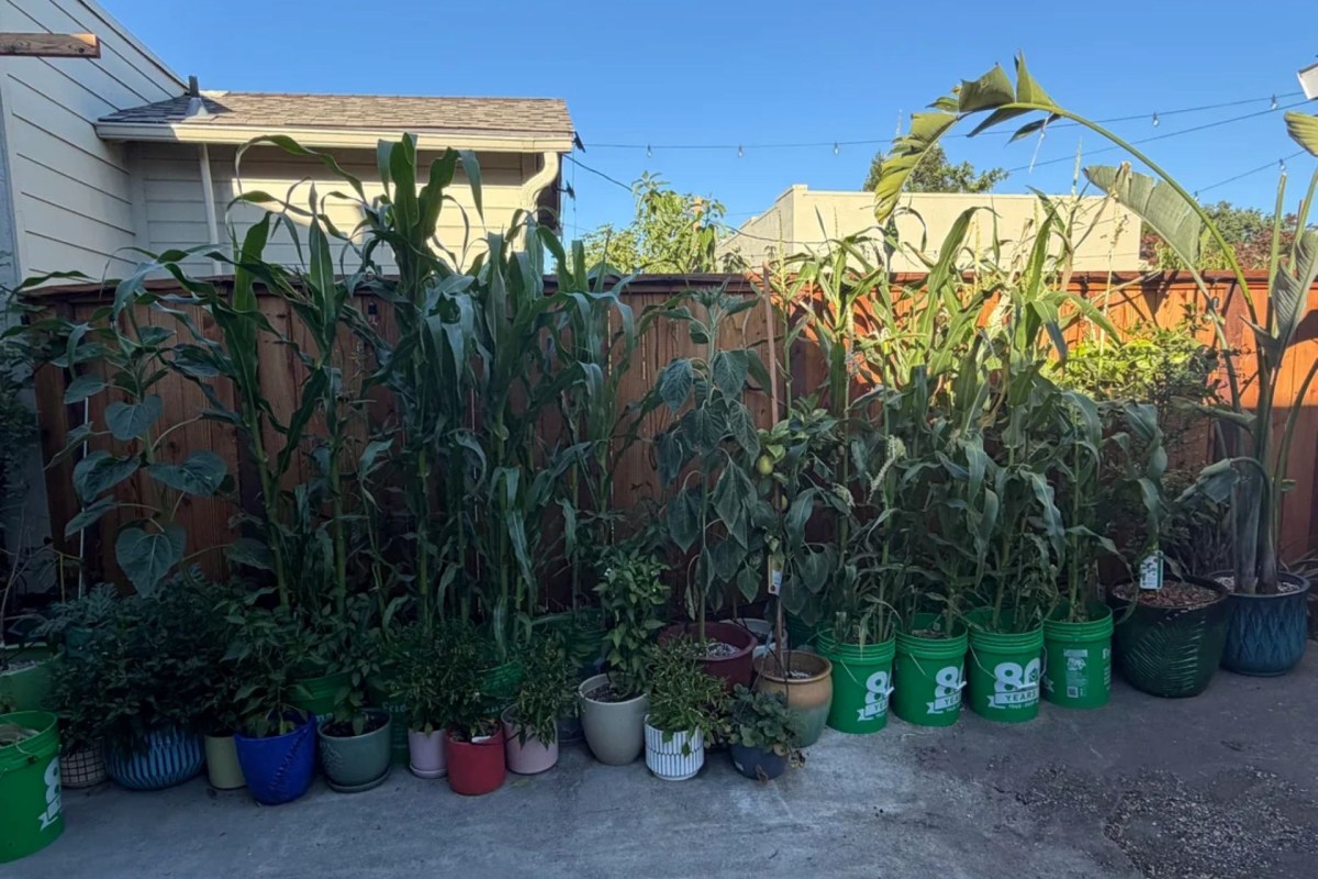 Corn stalks growing in buckets.