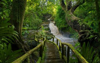 A tropical rainforest.