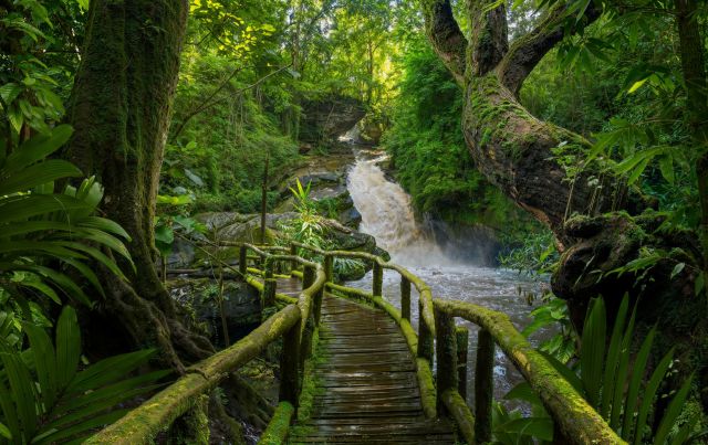 A tropical rainforest.