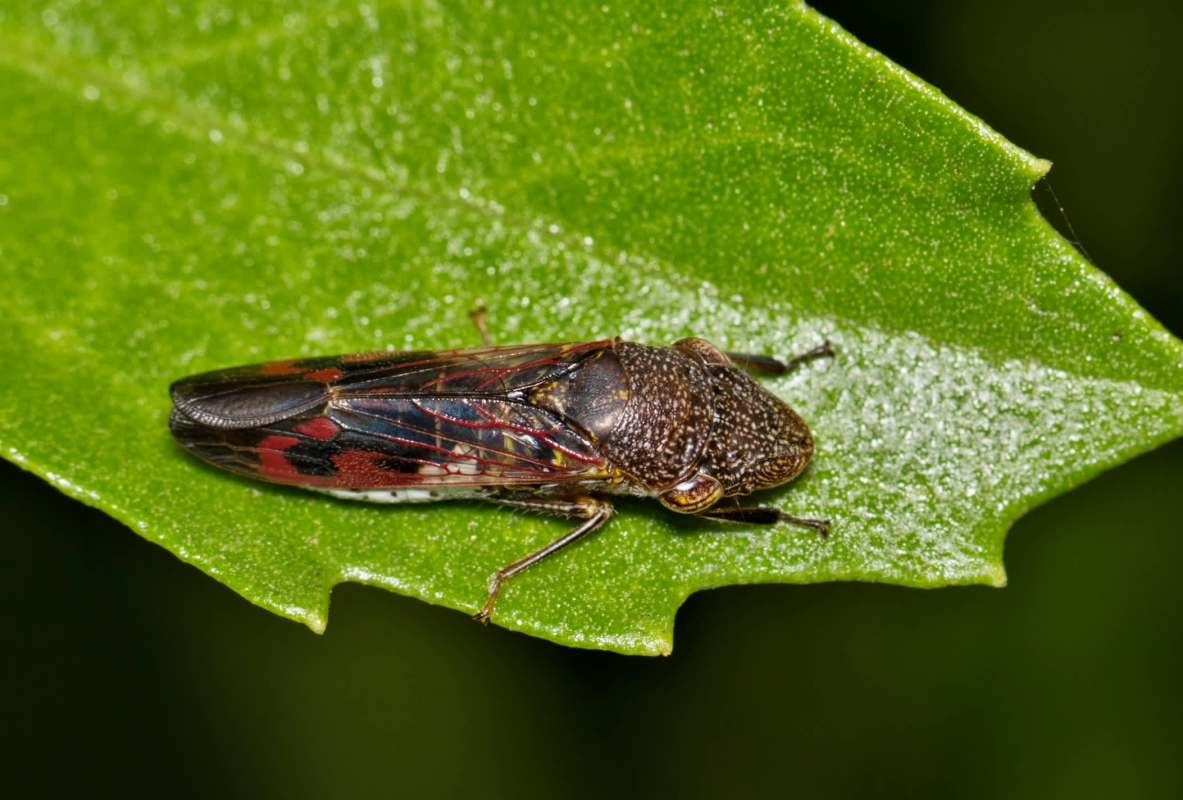 A close-up of a colorful insect resting on a green leaf, showcasing intricate patterns and details.