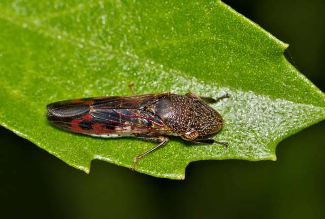 A close-up of a colorful insect resting on a green leaf, showcasing intricate patterns and details.