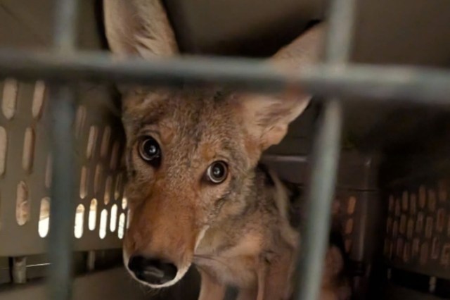 A coyote in a travel crate.