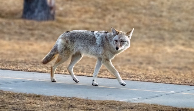 A coyote walking along a concrete path in a grassy area.