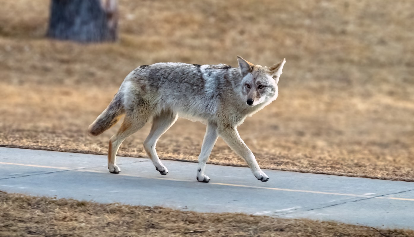 A coyote walks along a path in a grassy area, with soft lighting and blurred background.