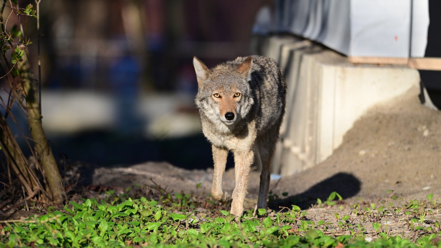 A coyote by a building.