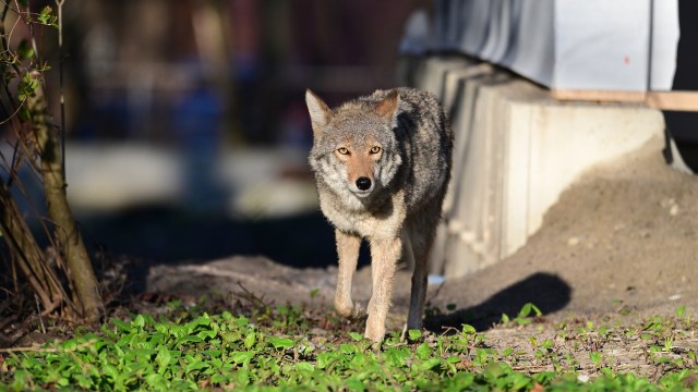 A coyote by a building.