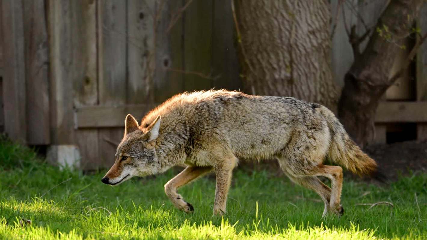 A coyote walks through green grass near a wooden fence.