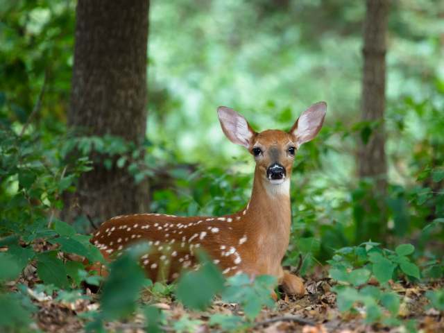 A young deer with spots resting among green foliage in a wooded area.