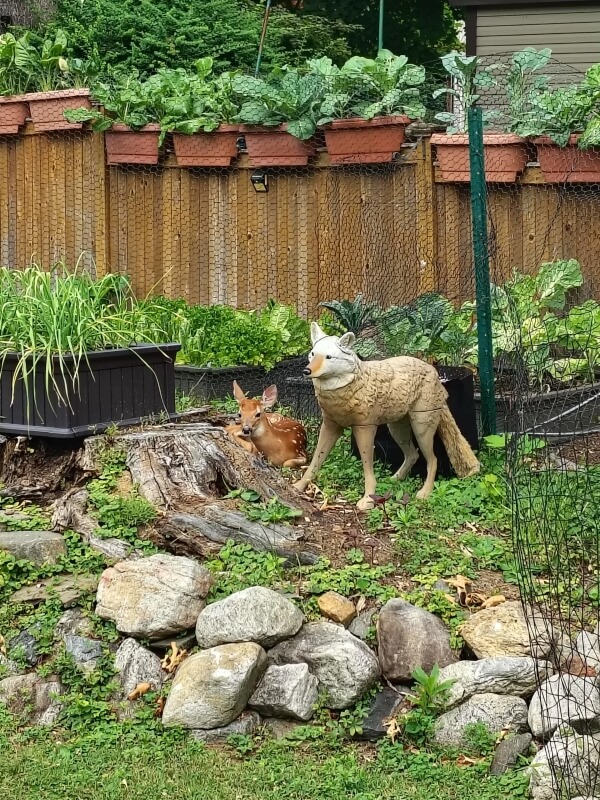 A young deer curled up next to a fake coyote in a garden.