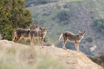 A pack of coyotes on a rocky outcrop.